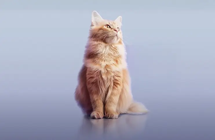 Whiskas image
